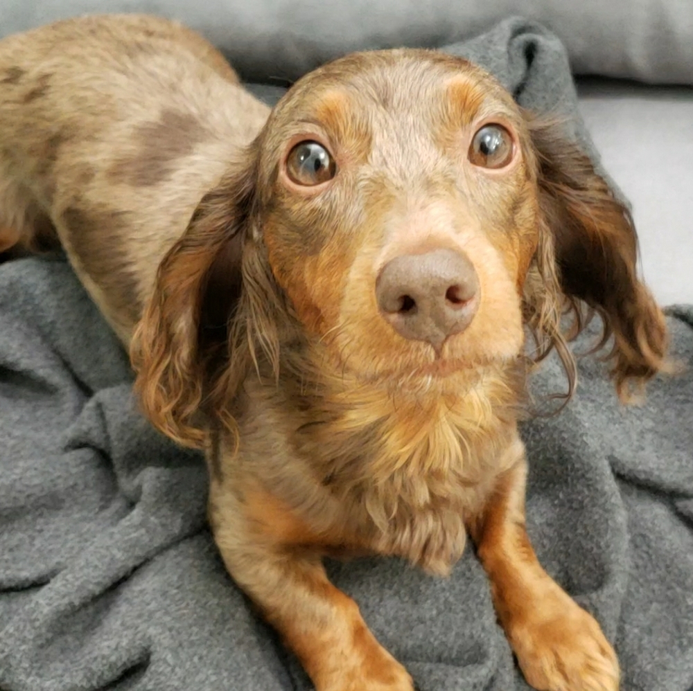 Meet your Posher, Monica